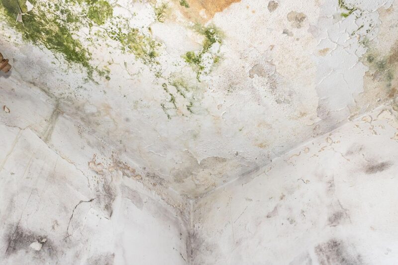 Mold Insurance Claims & Public Adjusting Services