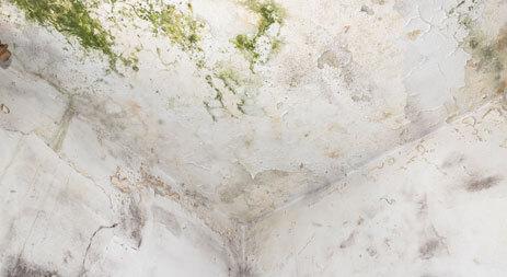 Mold Damage Claims in New Bern, NC