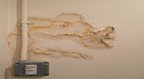 Mold Damage Claims in Mount Pleasant, SC